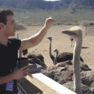 Ostrich steals food