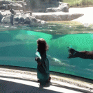 Sea lion worried about little girl falling