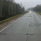 Moose slips and falls while crossing road