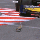 Pigeon almost hit by F1 car