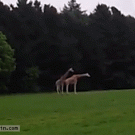 Giraffe sex fail