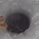 Fish comes up ice fishing hole