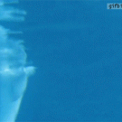 Dolphin creates bubble rings