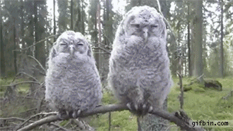1400087826_baby_owls_move_with_the_camera.gif