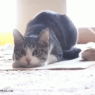 Cat getting ready for attack