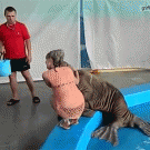 Walrus slaps girl's behind