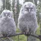 Baby owls move with the camera