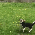 Dogs fail at catching ball