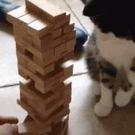 Cat playing Jenga