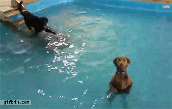 Dogs Standing In Swimming Pool | Best Funny Gifs Updated Daily