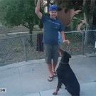 Guy tricks dog into jumping in his arms