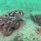 Camouflaged numbray catches octopus