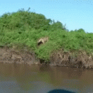 Jaguar jumps into river to catch cayman