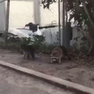 Raccoon bites man that tries to feed it