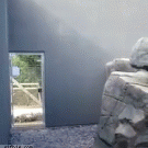 Snow leopard does parkour jump on the wall