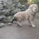 Lion gets spooked by soap bubble