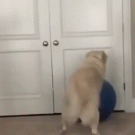 Dog gets stuck on exercise ball