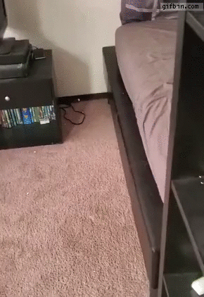 Dog popping out from under bed