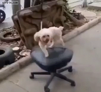 Dog spinning on chair