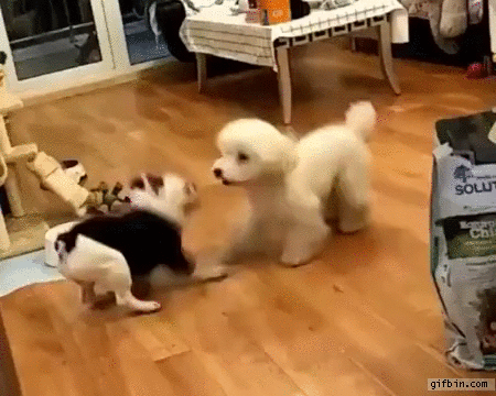 Dogs doing mirror play bows