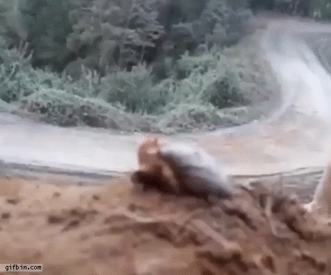 snail-watching-rally.gif