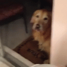 Dog confused by glass door