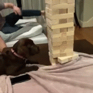 Puppy removes Jenga block