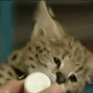 Baby leopard on Letterman