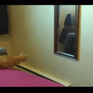 Cat vs. mirror