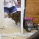 Cat vs. mirror