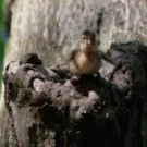 Baby duck jumps form a tree