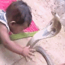 Baby vs. cobra