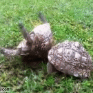 Turtle helps friend