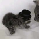 Kitten wearing a hat gets slapped