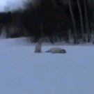 Dog slides on snow