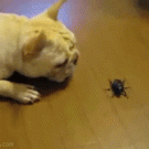 Puppy vs. huge beetle