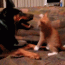 Kitten vs. dog