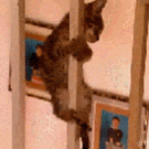 Kitten sliding down a pole
