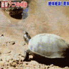 Turtle vs. crocs