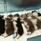 Puppies chain reaction wake-up