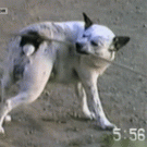 Dog scratches itself with rope