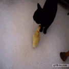 Duckling chases cat around