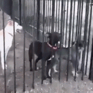 Dog escapes cage through bars