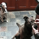Dog passes treat to other dog