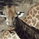 Giraffe picks nose with tongue