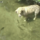 Patient dog catches fish