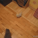 Ninja kitten kicks toy