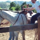 Getting on the horse fail