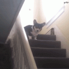 Corgi hops down stairs