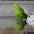 Parakeet running in slow-motion